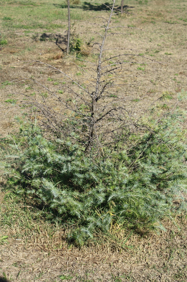 Cedrus deodara 121003 3.jpg