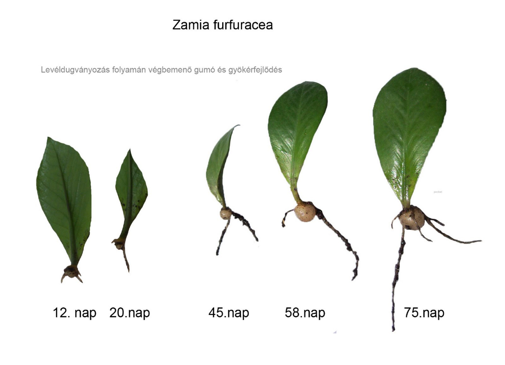 Zamia Furfuracea.jpg