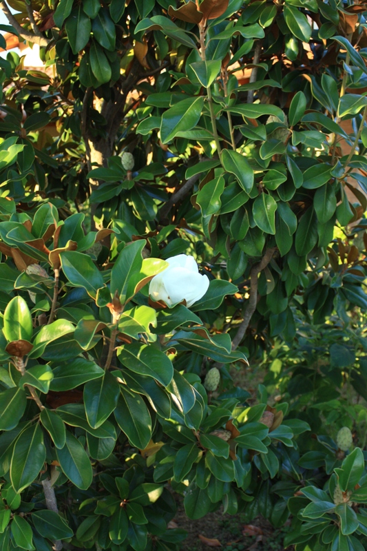 magnolia grandiflora 160922.jpg