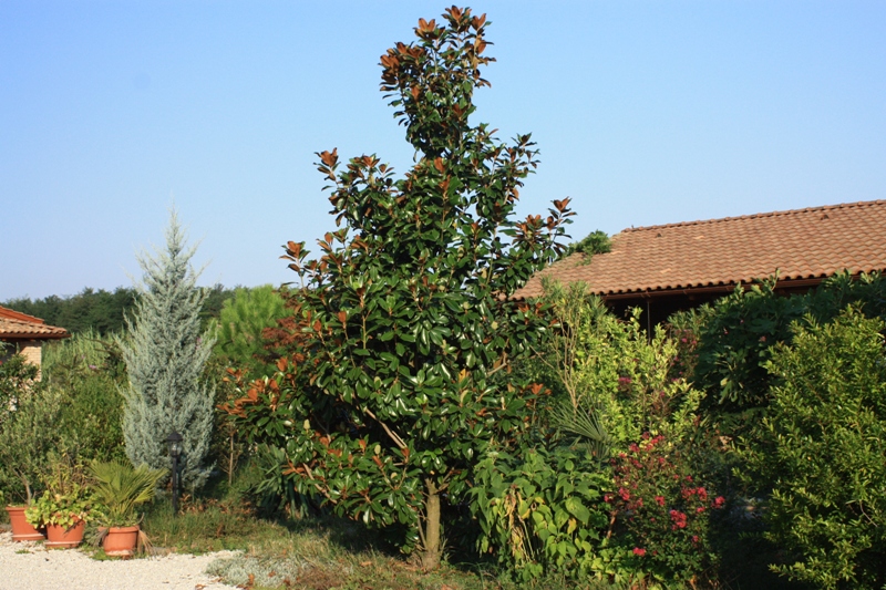 magnolia grandiflora 160909.jpg