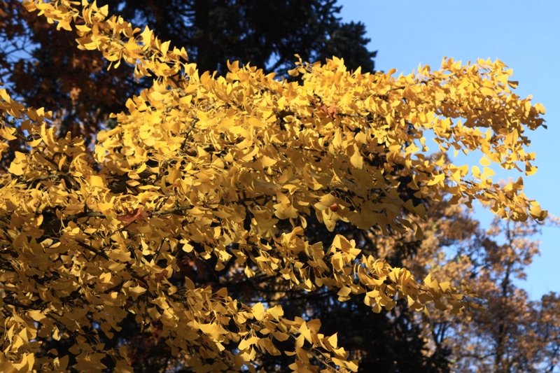 gingko biloba.jpg