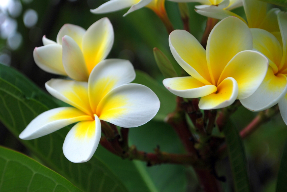 Frangipani_flowers.jpg