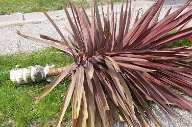 Hirdetni fortunei,yucca,filiféra 050.jpg