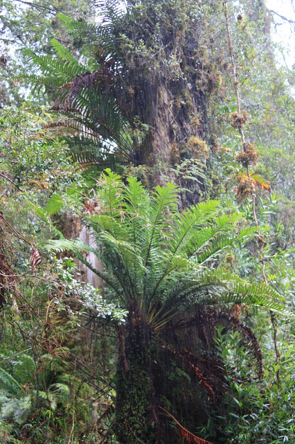 chile forest 3.jpg