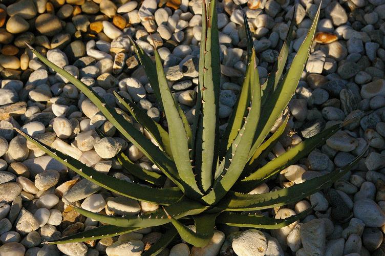 Agave  gentry,2017.08..jpg