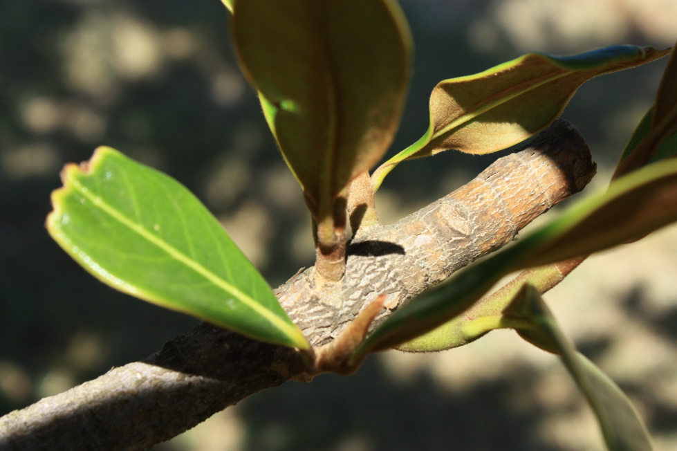 magnonlia grandiflora 170830 13.jpg