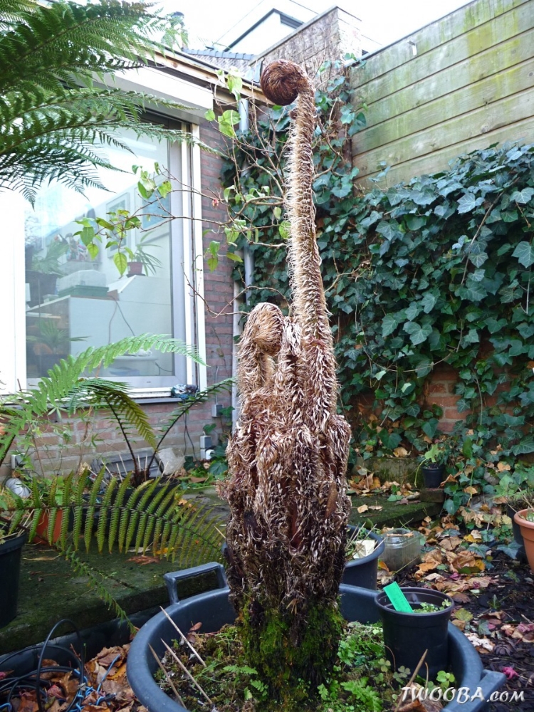 Cyathea tomentosissima -6°C után.jpg