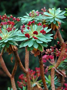 Euphorbia atropurpurea.jpg