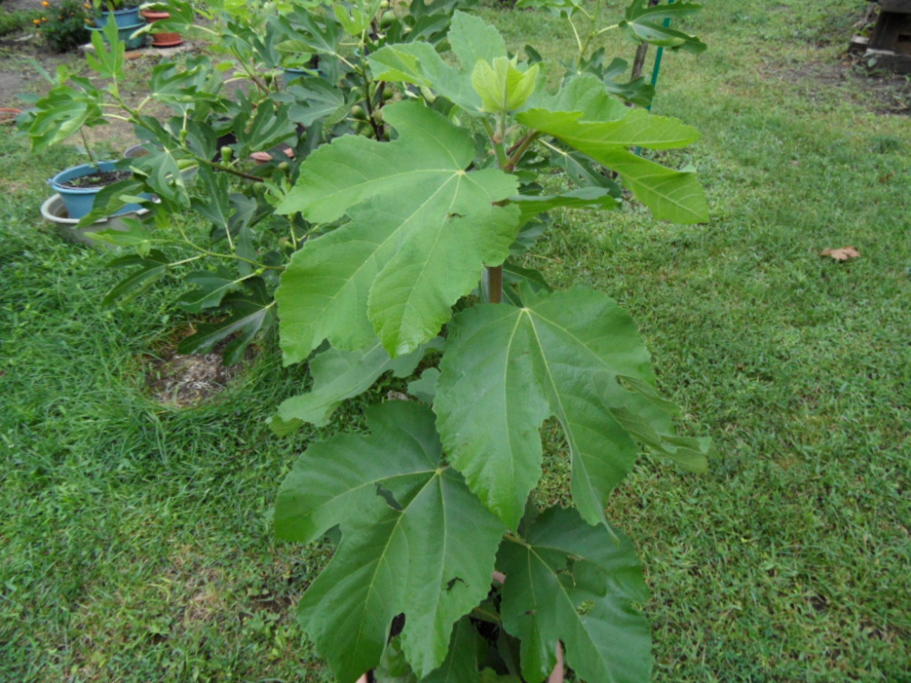 Ficus palmata.JPG