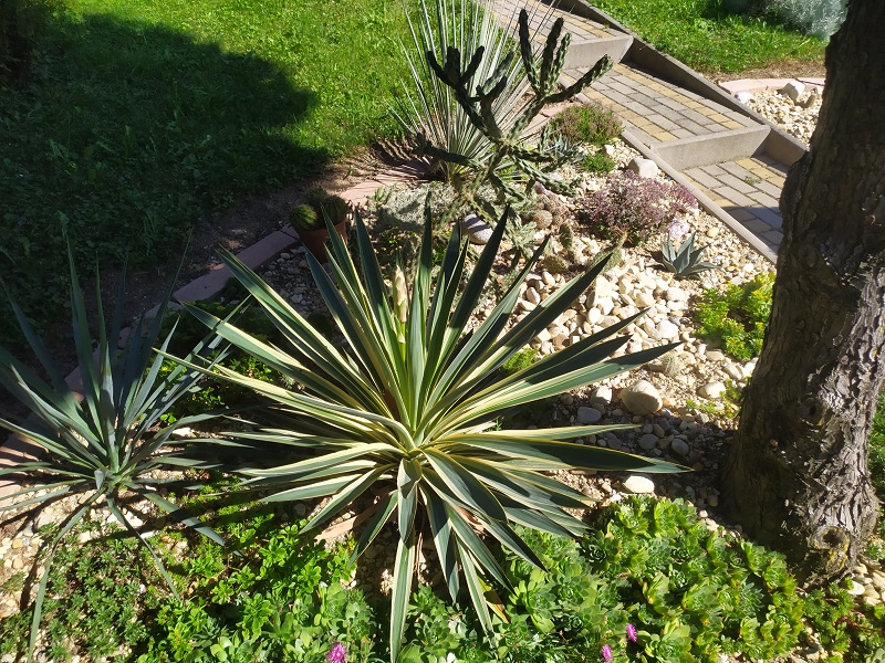 Yucca2.jpg