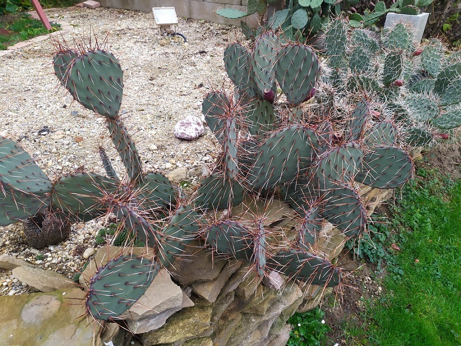 opuntia1.jpg