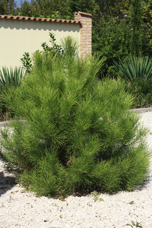 pinus pinea 160908.jpg