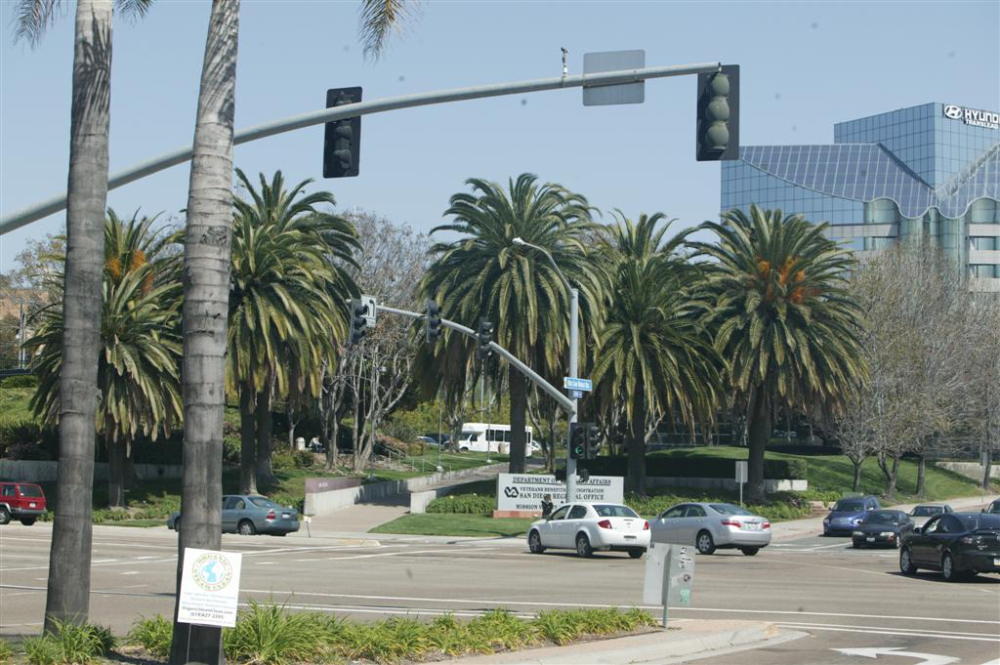 Phoenix canariensis commercial center (Large).jpg