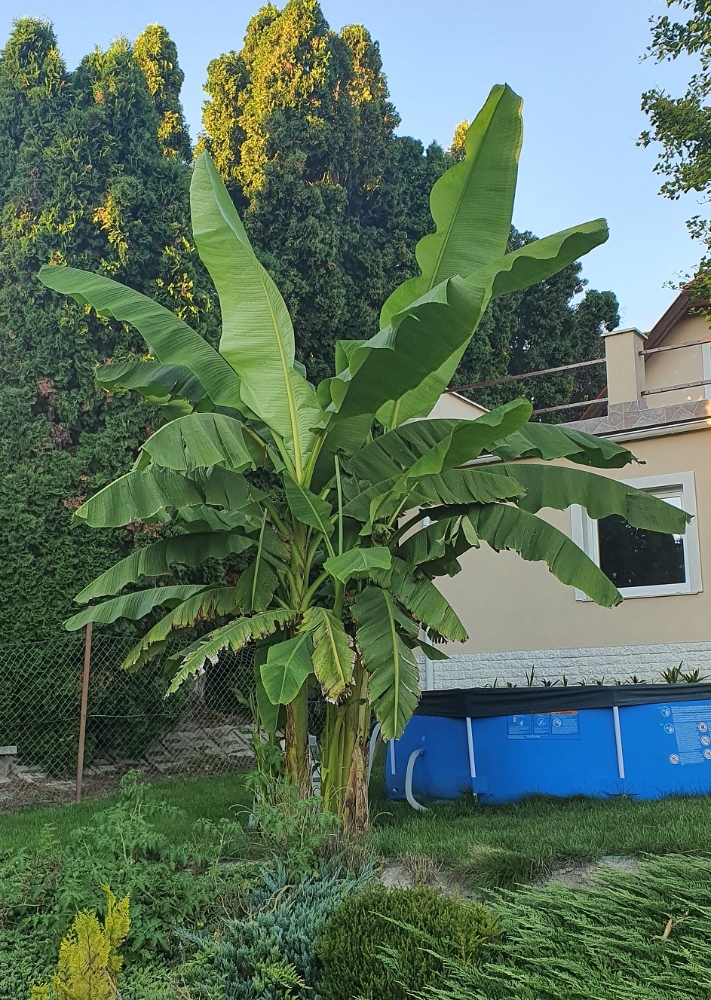 banán2020.jpg