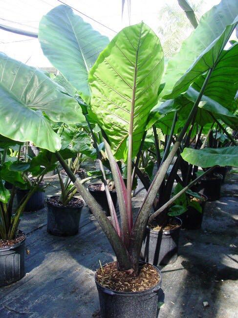 black_stem_elephant_ear_plant_alocasia_macrorrhiza_1540192657_5cc3e0fa_progressive.jpg