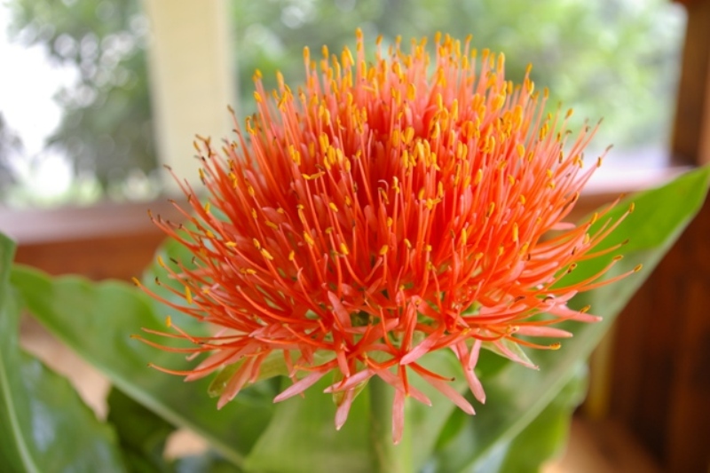 Vérvirág-Haemanthus_Katharinae2.JPG