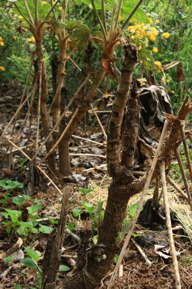 tetrapanax 230503 2.jpg