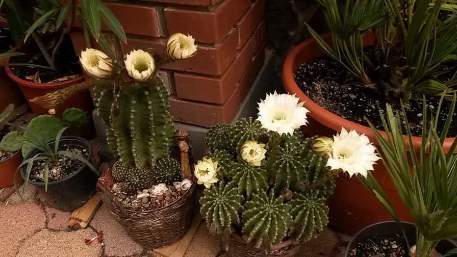 Kaktusz2.jpg