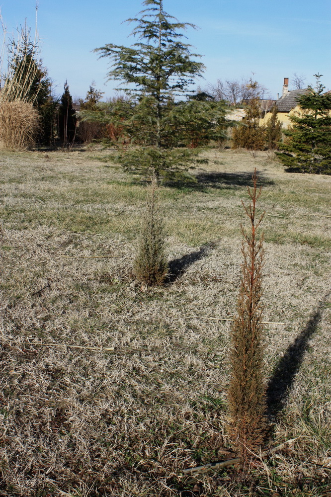 Cupressus sempervirens 120102 4.jpg