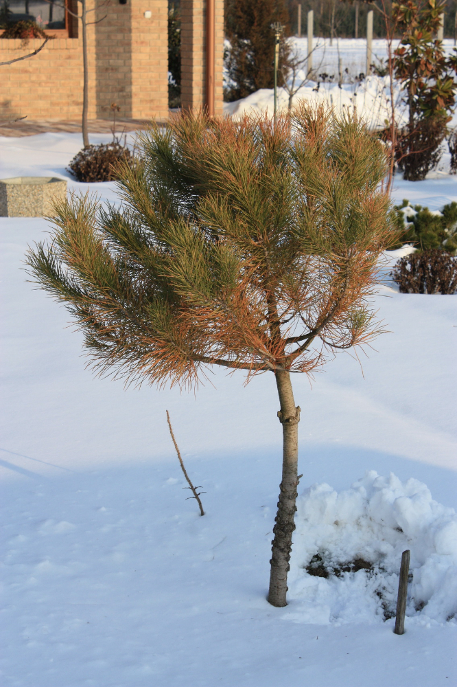 pinus pinea 10 02.jpg