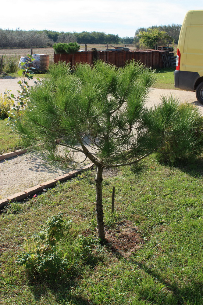 pinus pinea 10 10 07.jpg