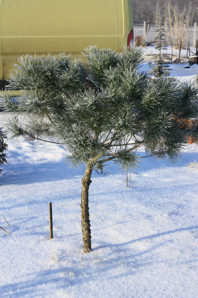 pinus pinea 10 12 19.jpg