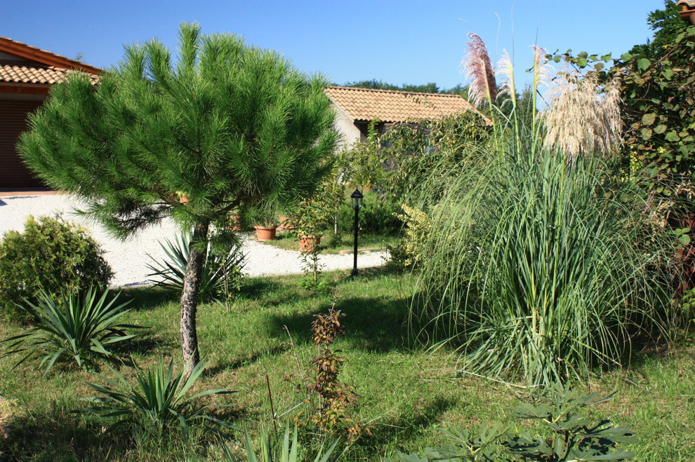 pinus pinea 140928.jpg