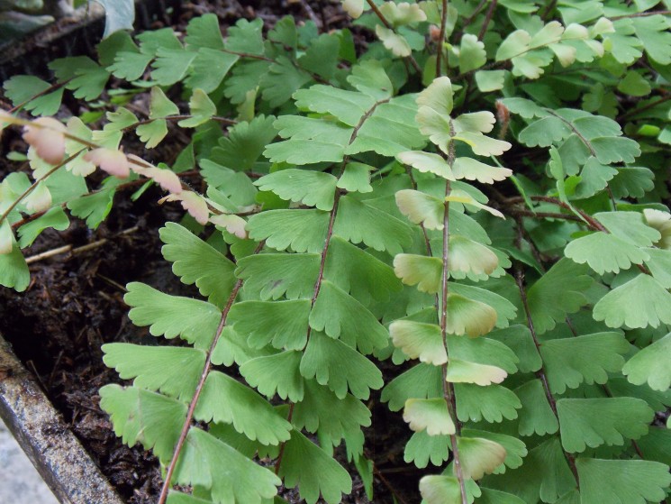 kepatmeretezes_hu_adiantum3.jpg