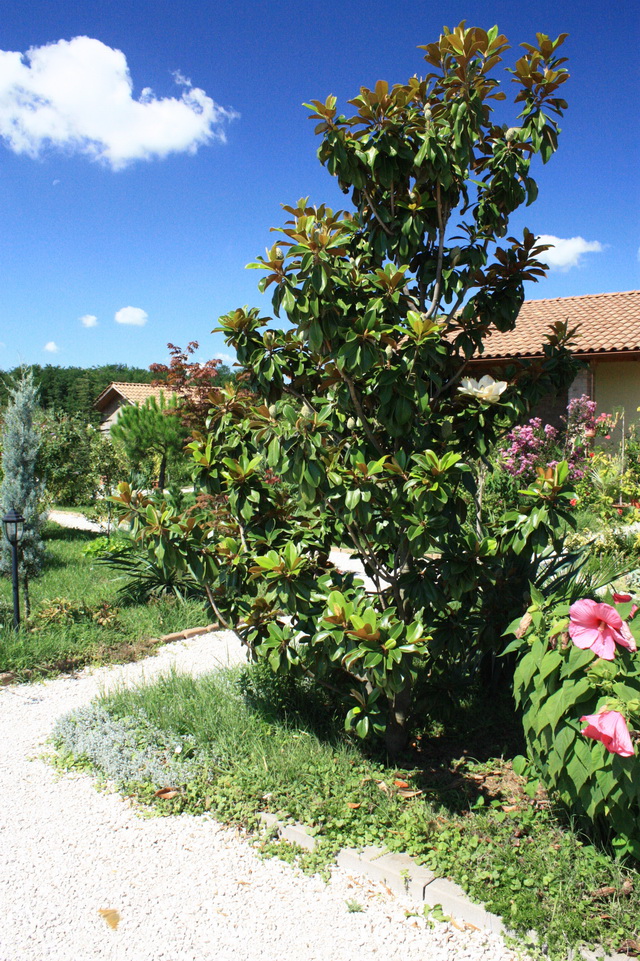 Magnolia grandiflora 140817.jpg