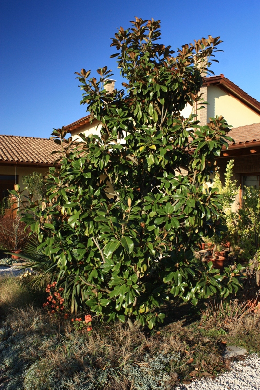 magnolia grandiflora 151118.jpg