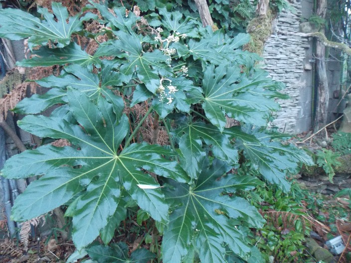 kepatmeretezes_hu_fatsia.jpg