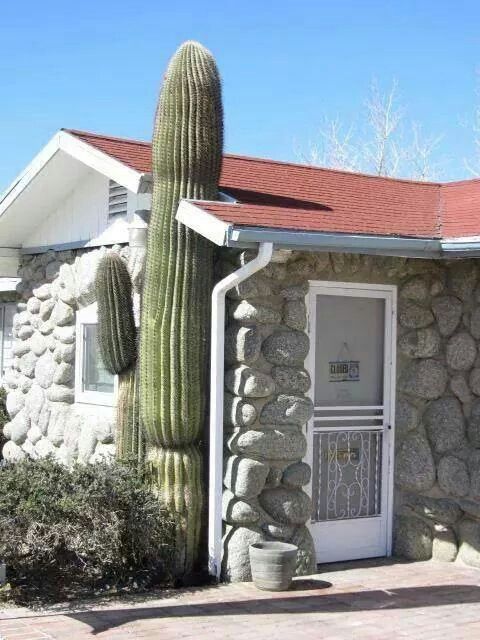 kaktusz2.jpg