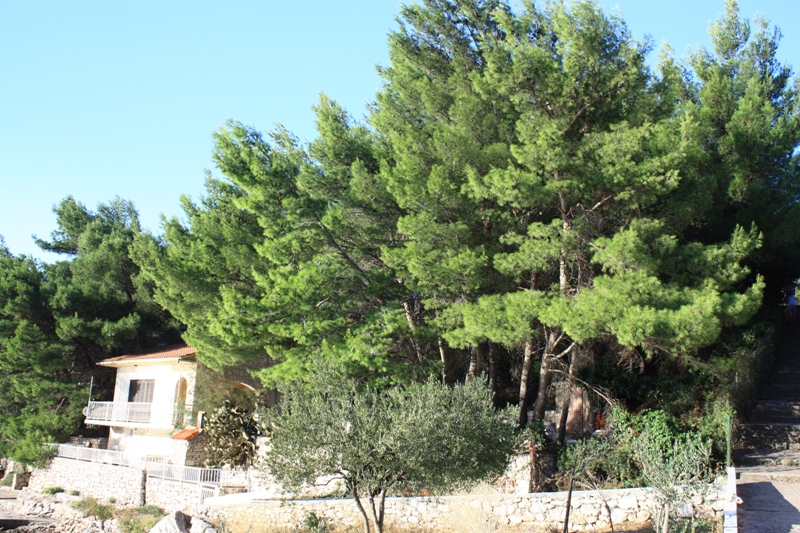 pinus halepensis 2011.jpg