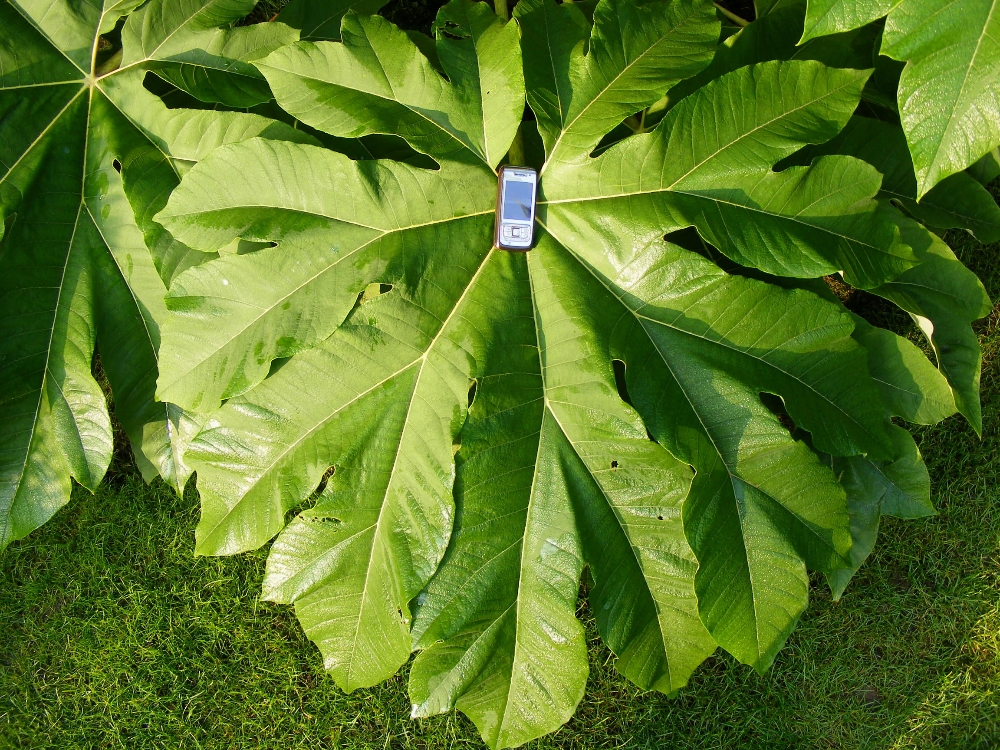 Tetrapanax.JPG