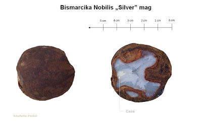 bismarckia nobilis silver mag.jpg