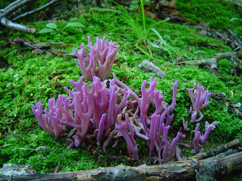 clavulina_amethystina_03.JPG