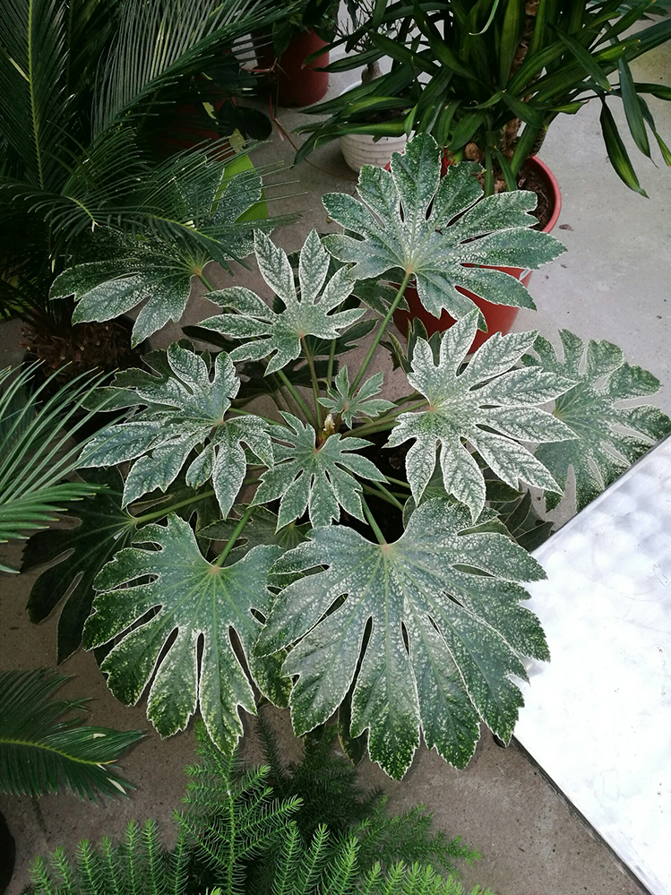 Fatsia japonica spiders web.jpg