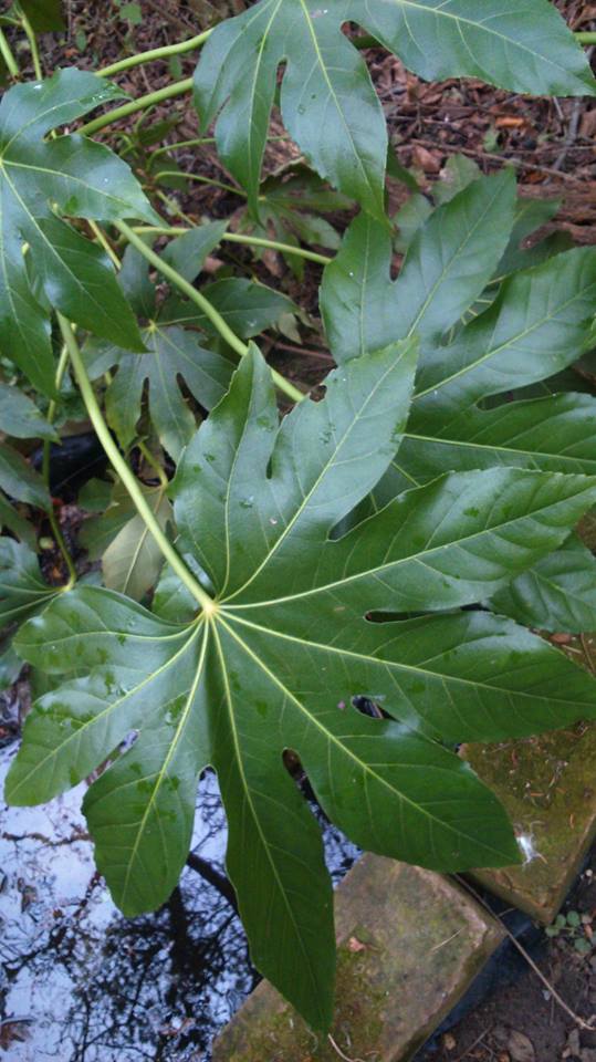 fatsia japonica taiwewan.jpg