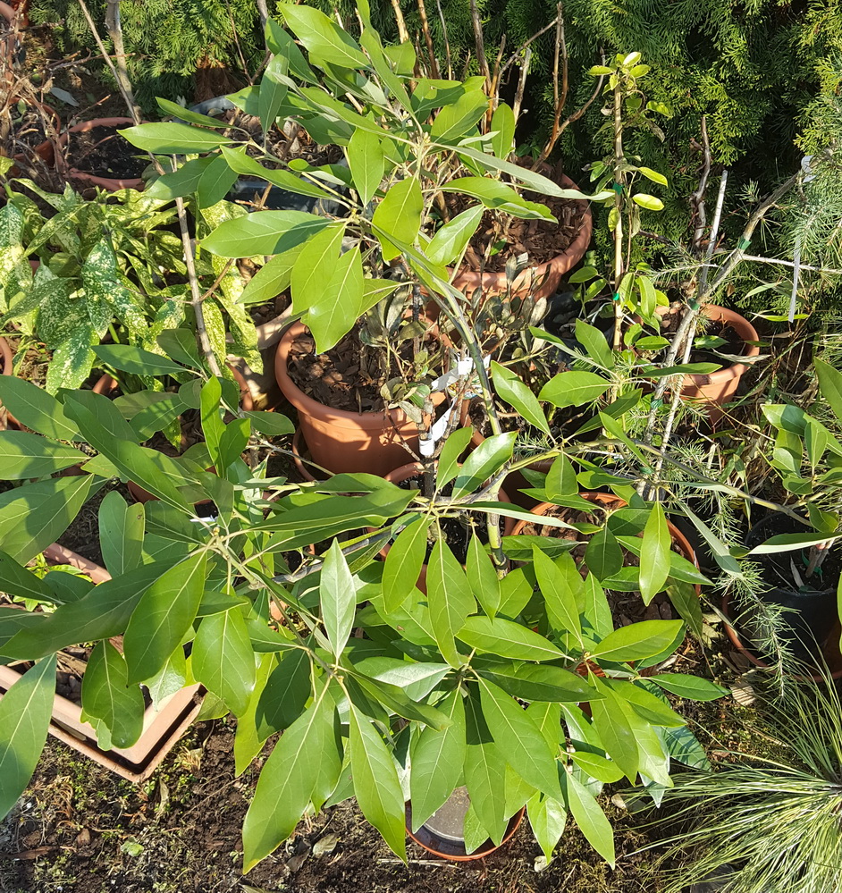 Persea podadenia.jpg