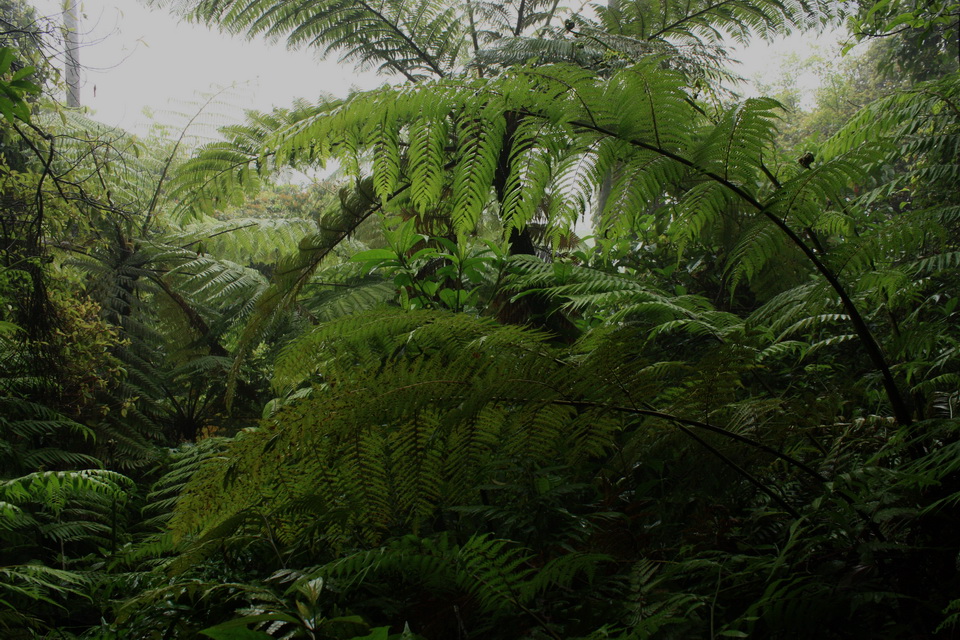 Yangmingshan 3.jpg