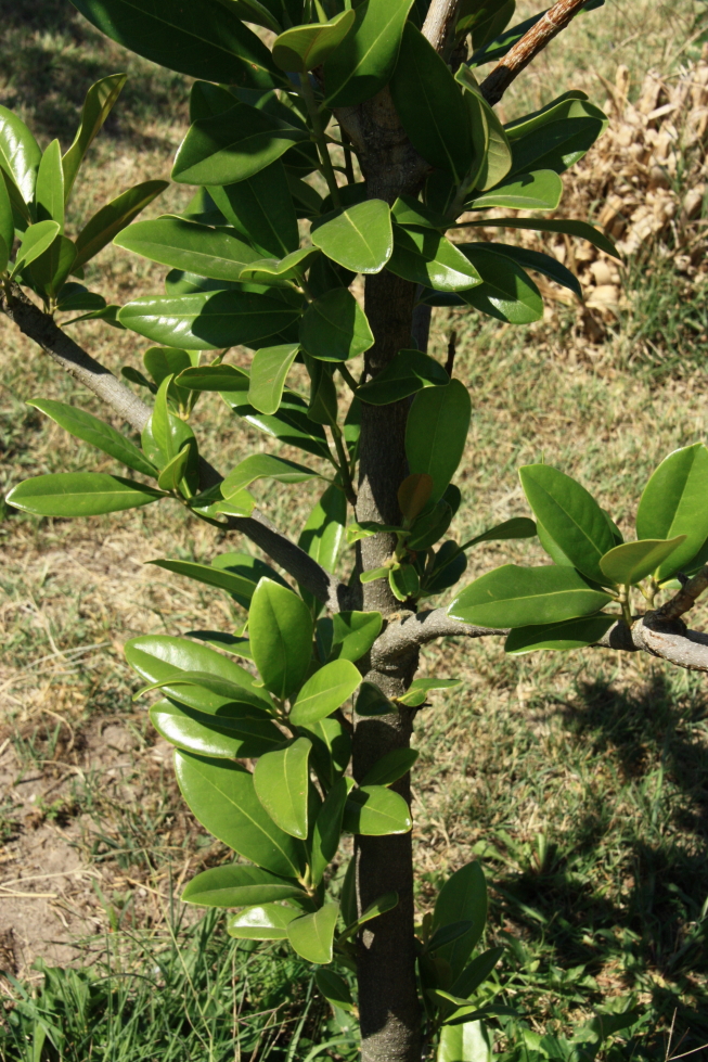 magnonlia grandiflora 170830 2.jpg