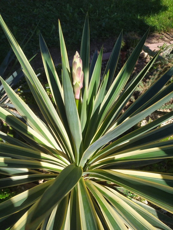 Yucca1.jpg