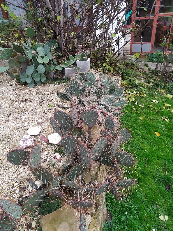 opuntia3.jpg