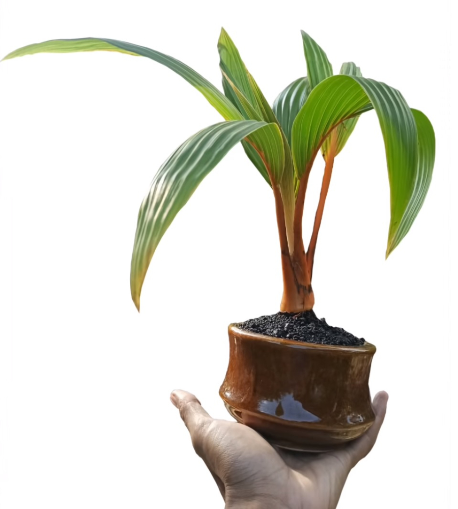 coconutbonsai.jpg