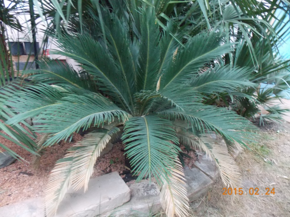 kepatmeretezes_hu_cycas.jpg