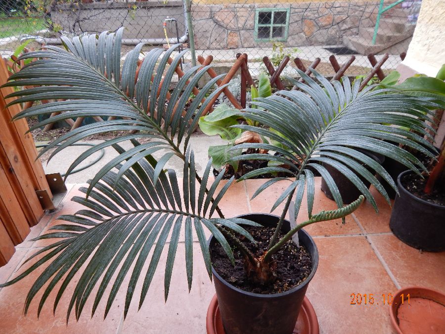 Cycas thouarsii.jpg