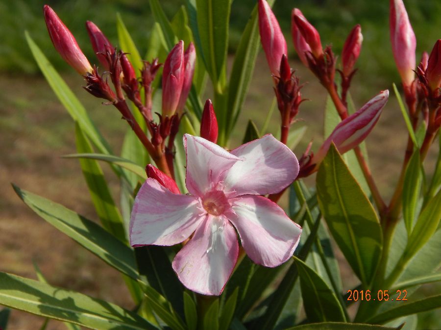 nerium oleander simie.jpg